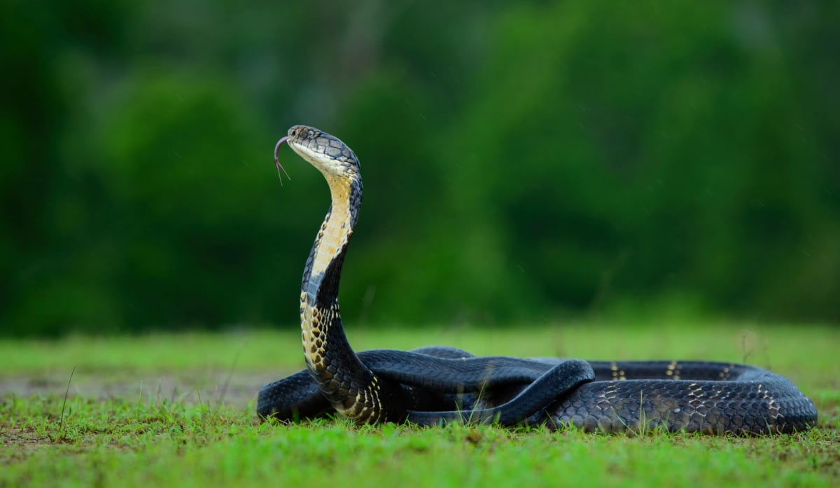 King Cobra in the wild