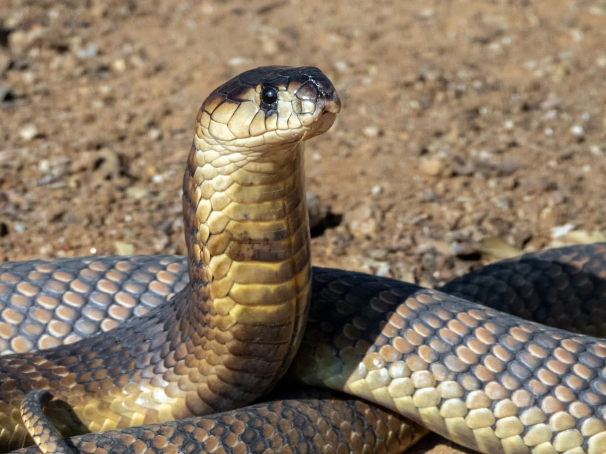 King Cobra in the wild