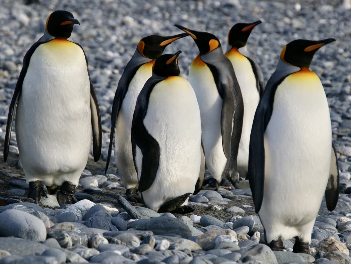 King Penguin
