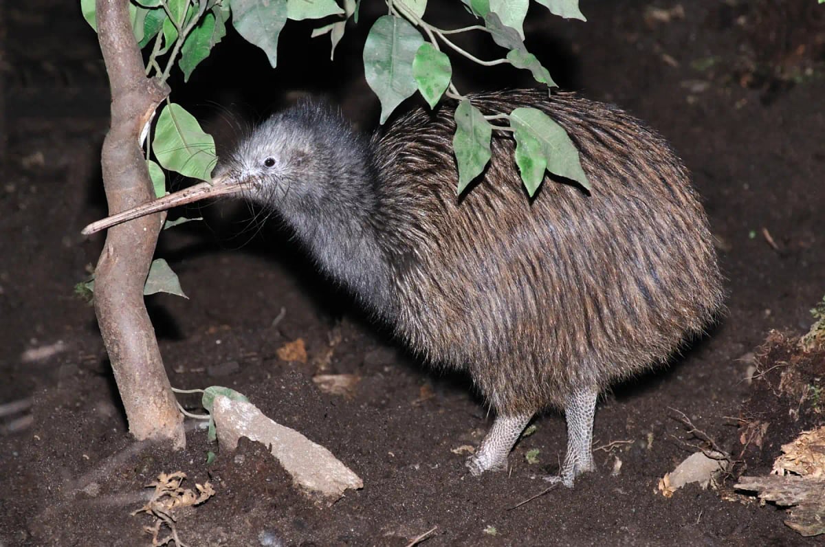 Kiwi