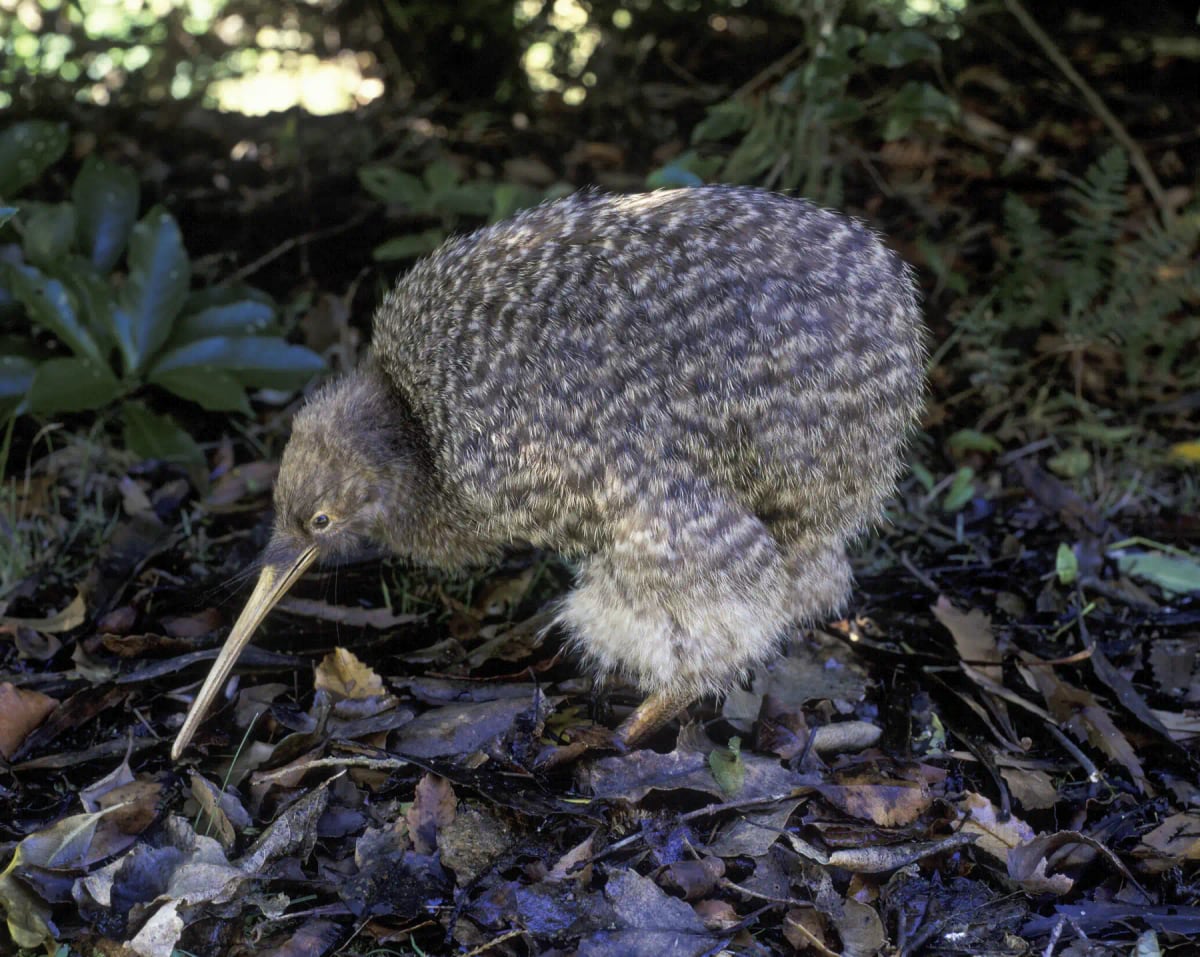 Kiwi en la naturaleza