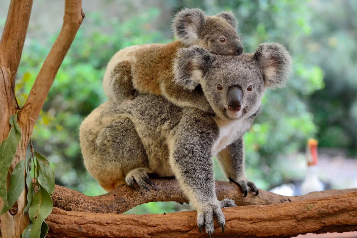 Koala en la naturaleza