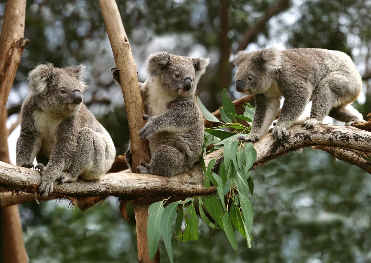 Koala en la naturaleza