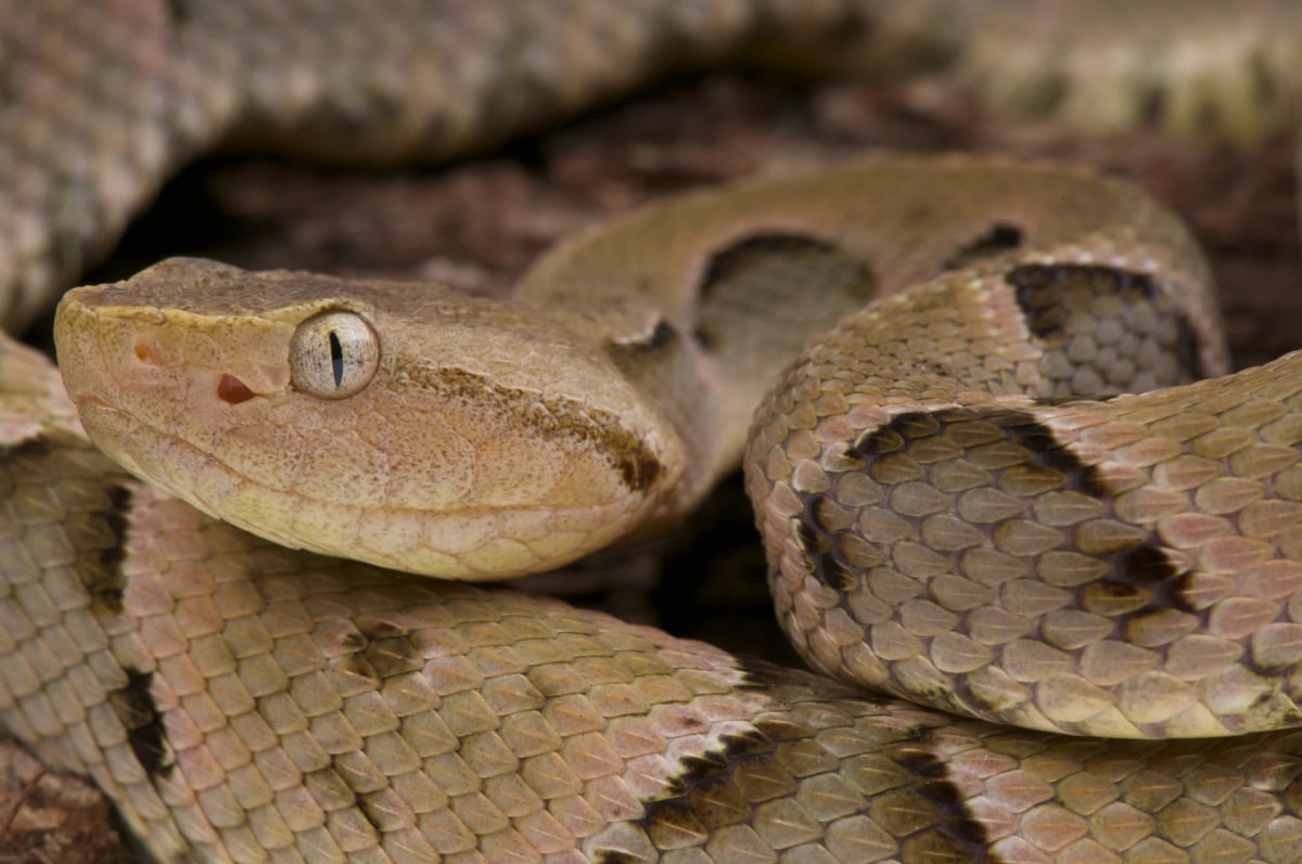 Yarará en la naturaleza