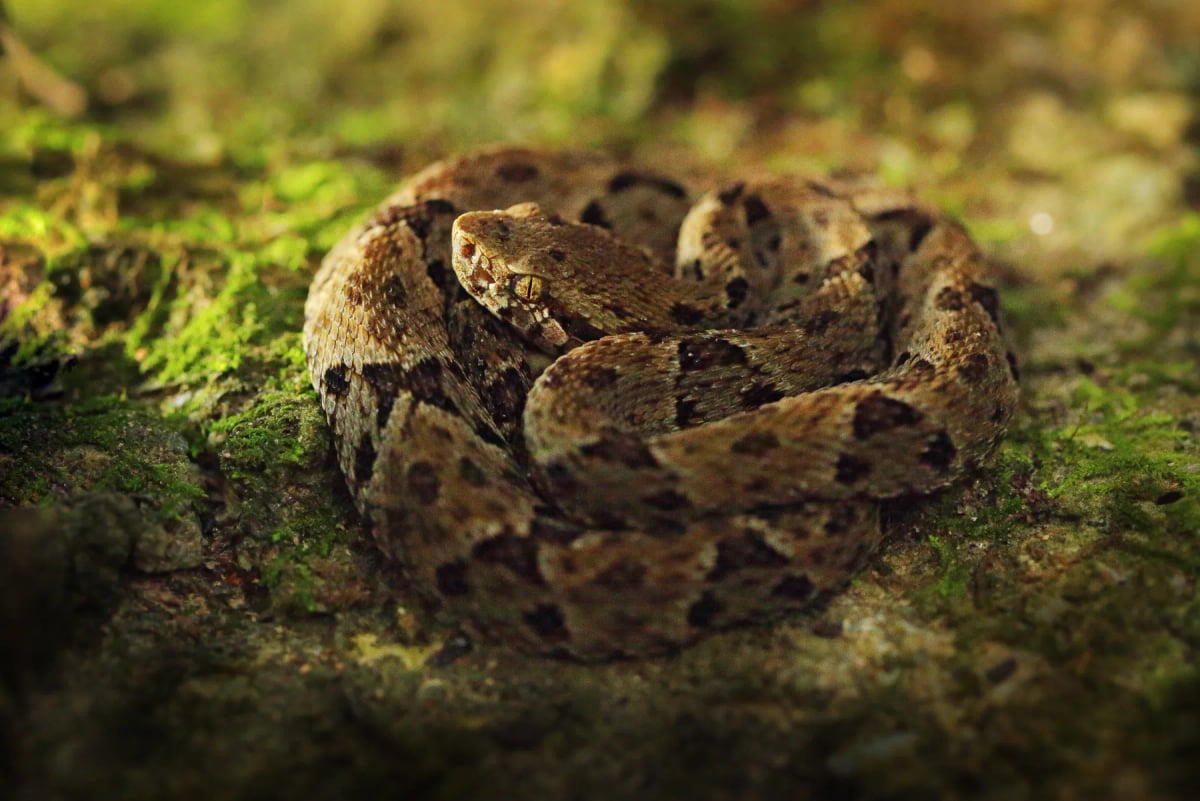 Yarará en la naturaleza