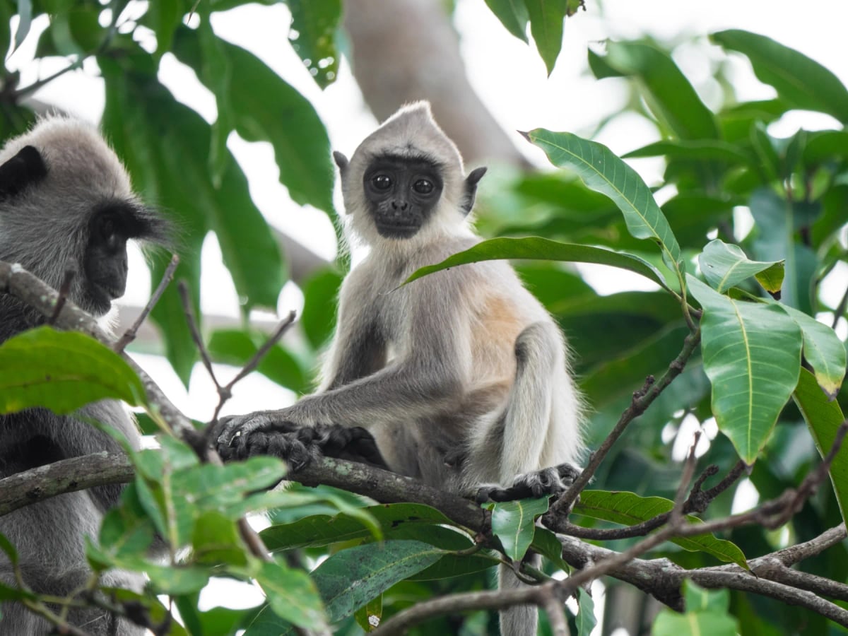 Langur en la naturaleza