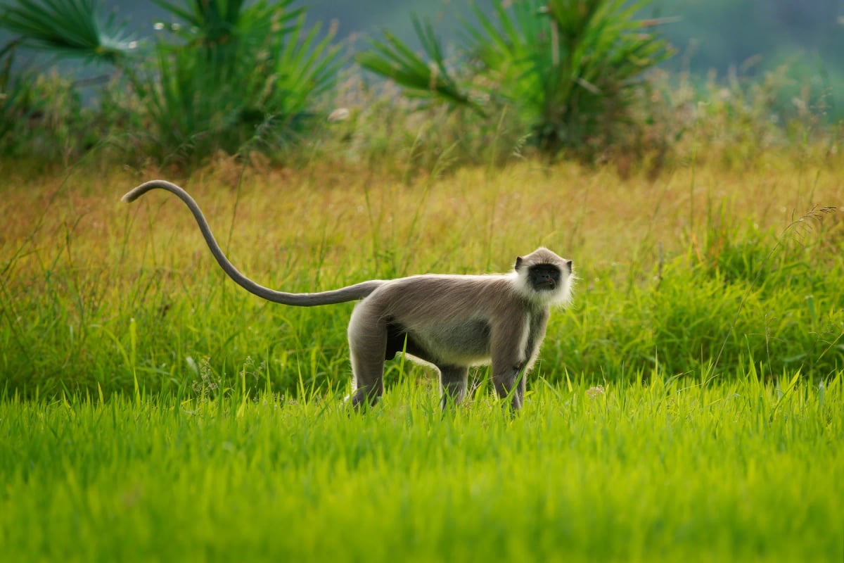 Langur en la naturaleza