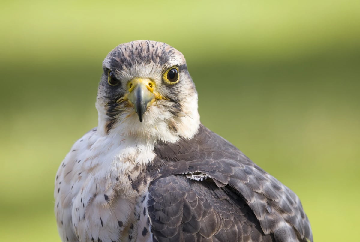 Lanner Falcon