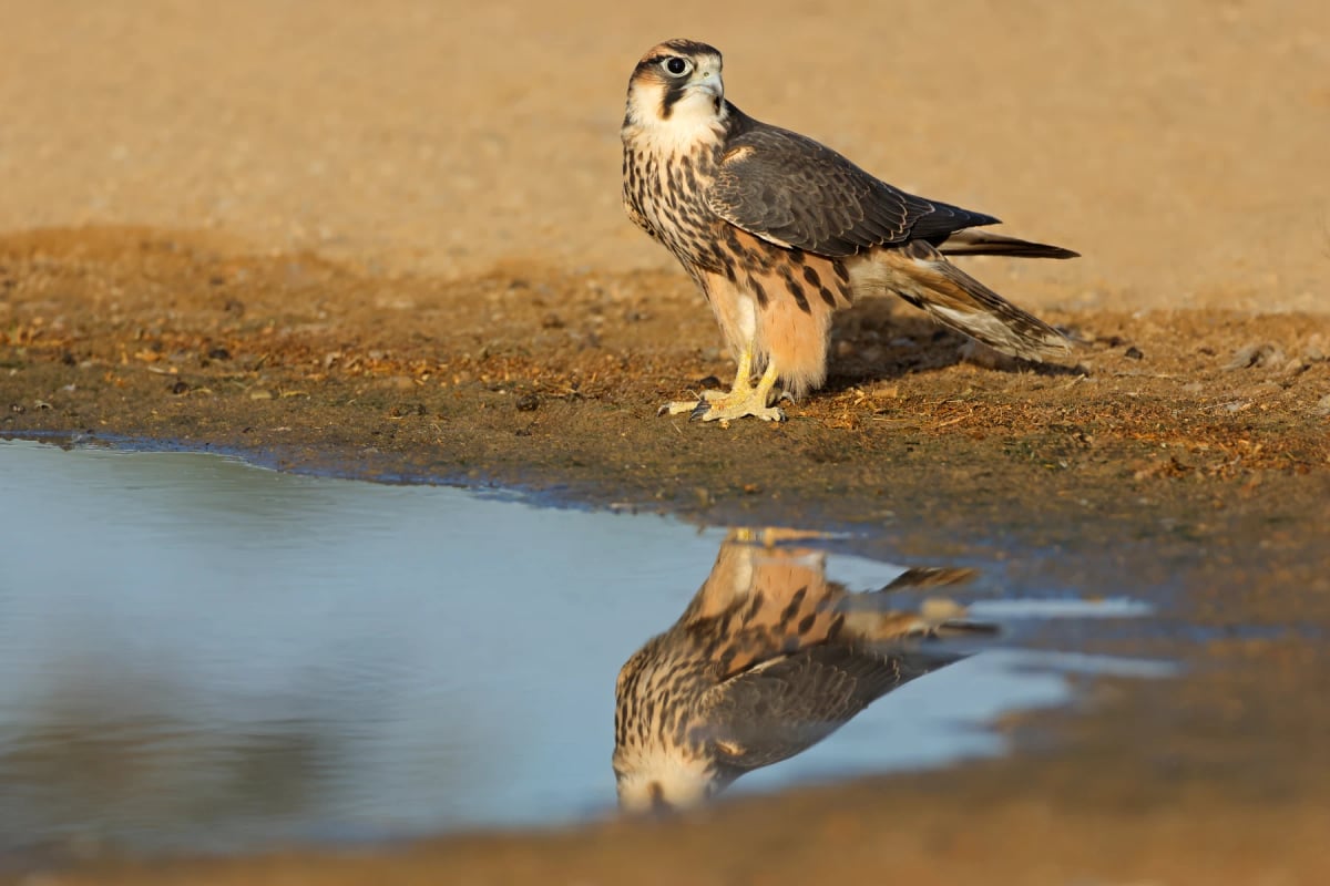 Halcón lanario en la naturaleza