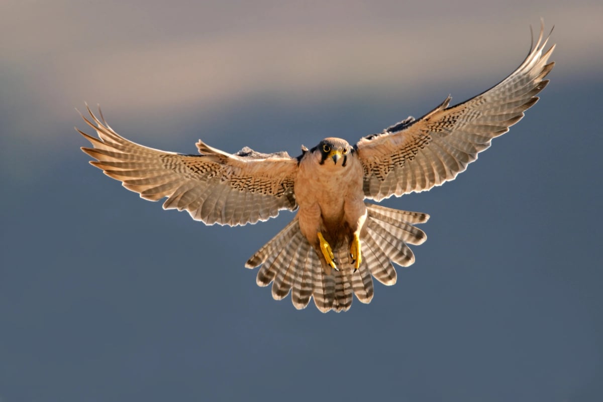 Halcón lanario en la naturaleza