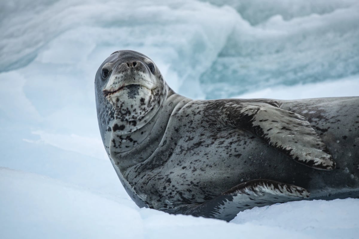 Foca leopardo