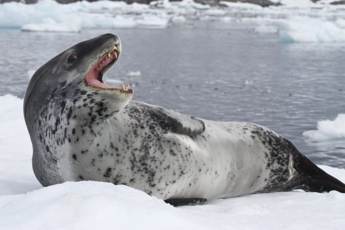 Foca leopardo en la naturaleza