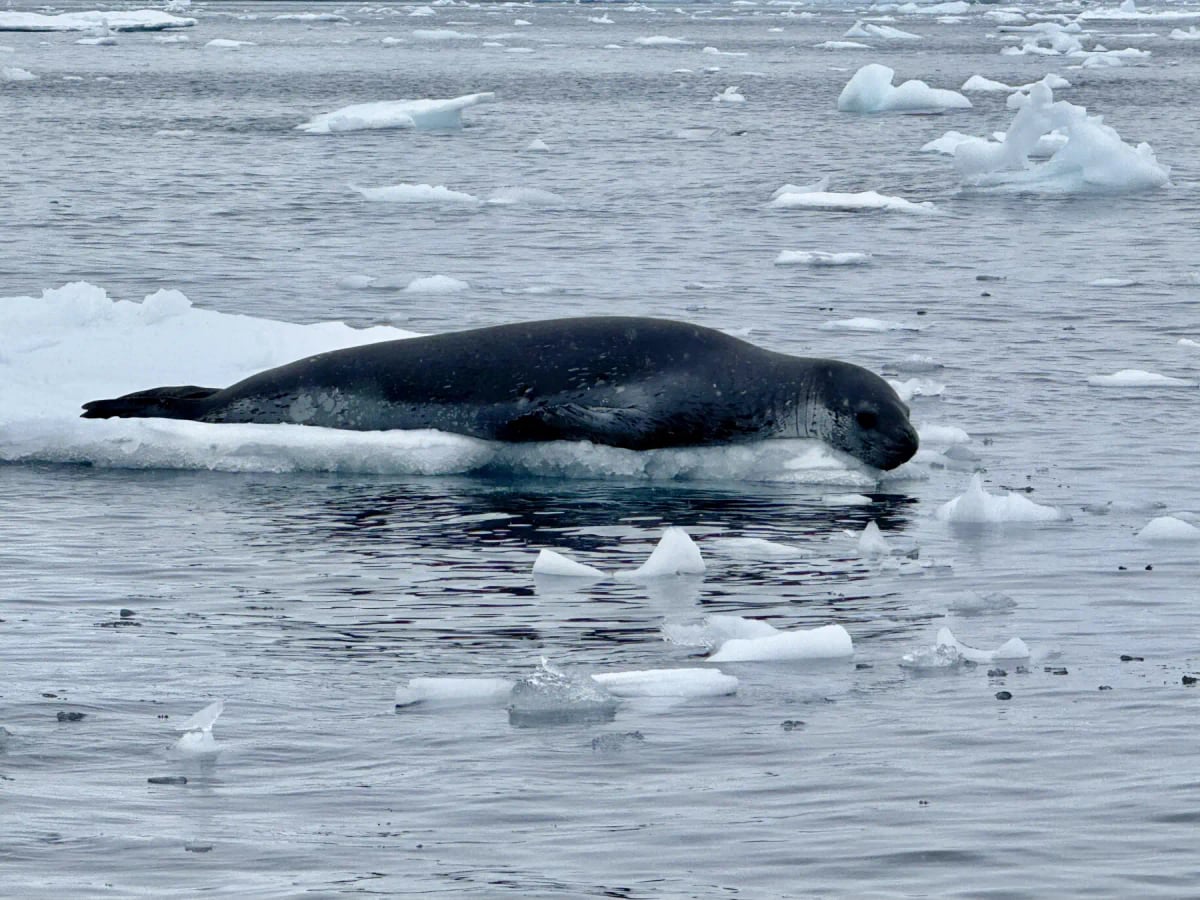 Foca leopardo en la naturaleza