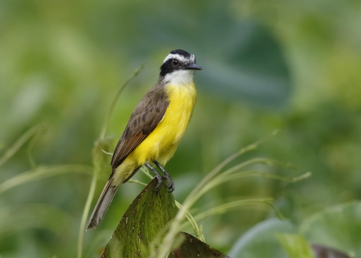 Lesser Kiskadee