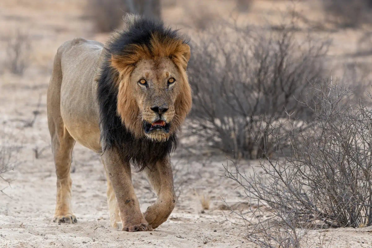 Lion