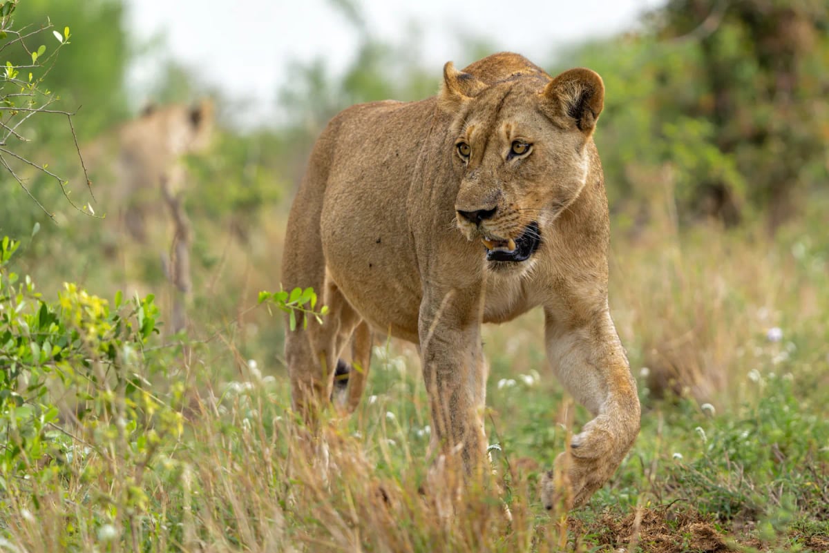 Lion