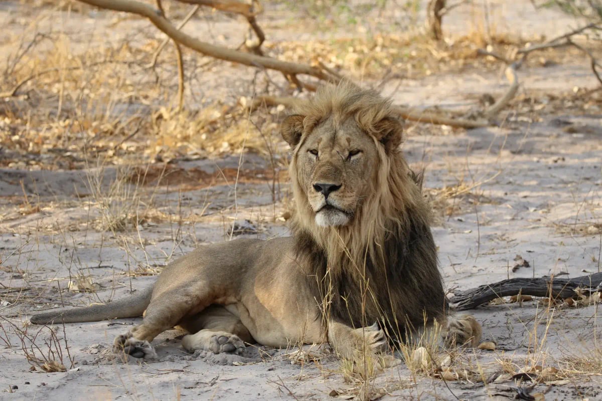 Lion