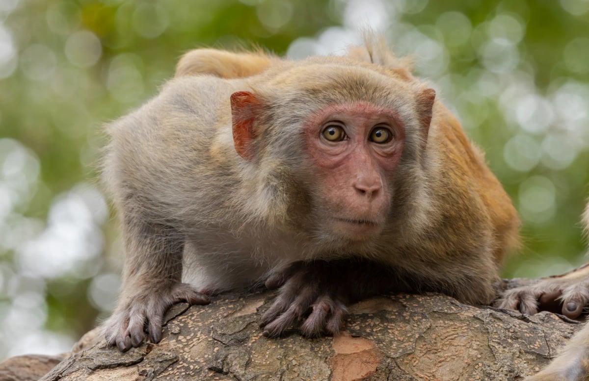 Macaque