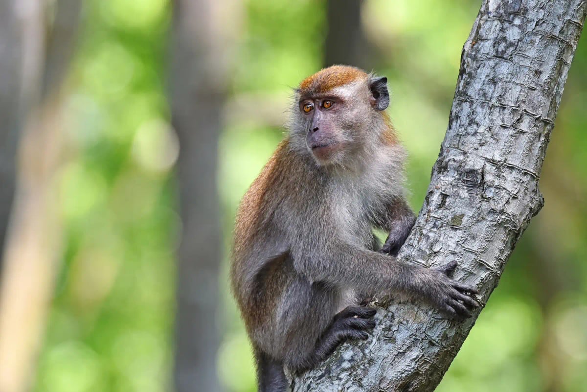 Macaco en la naturaleza