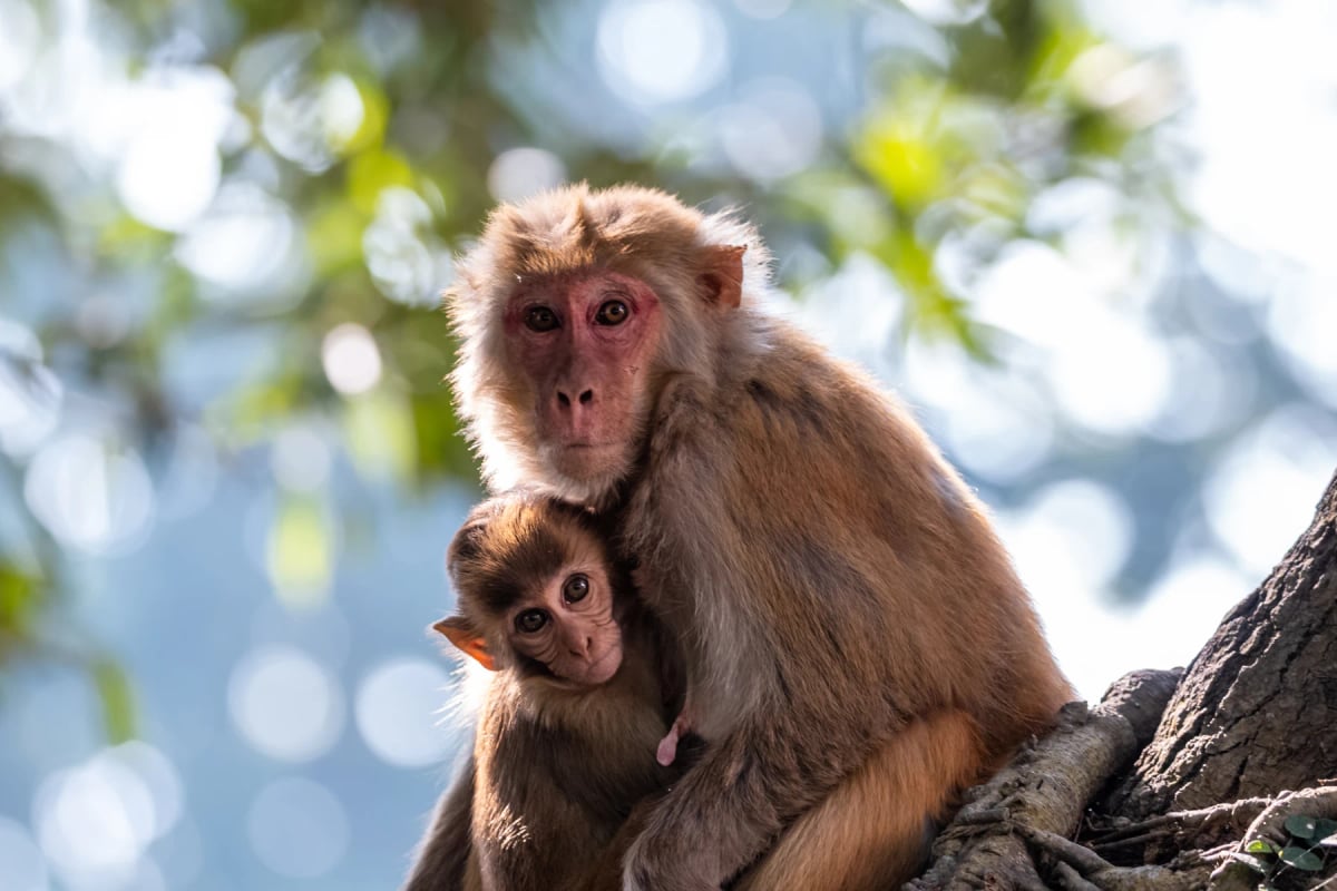 Macaco en la naturaleza