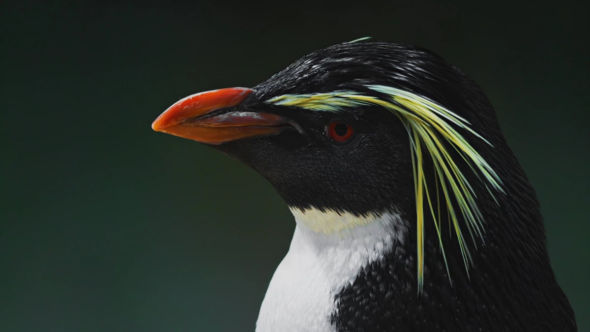 Pingüino macaroni en la naturaleza