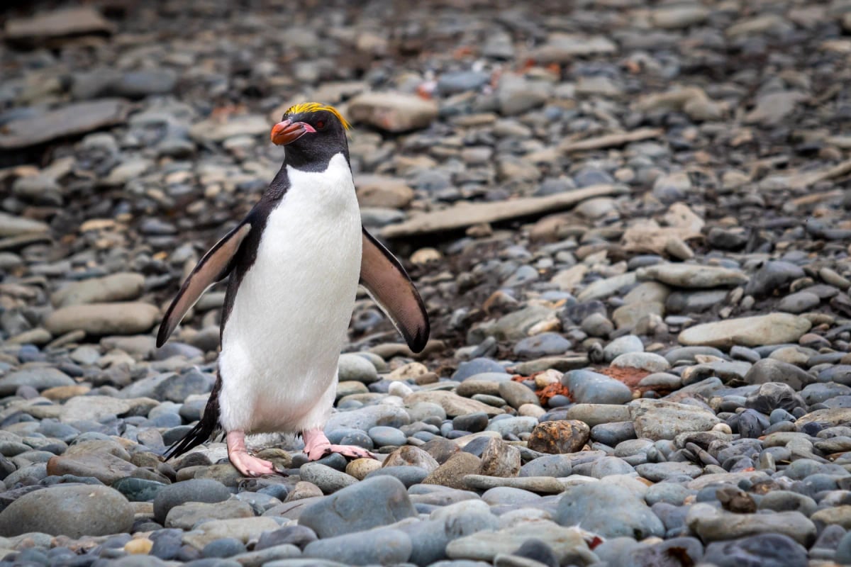 Pingüino macaroni en la naturaleza