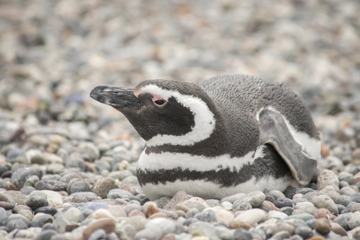 Pingüino de Magallanes en la naturaleza