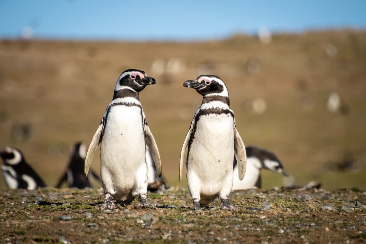 Pingüino de Magallanes en la naturaleza