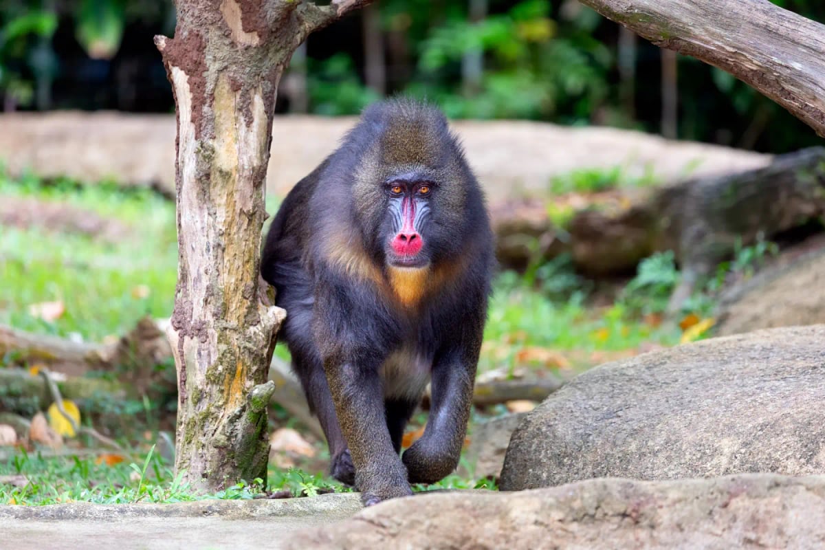 Mandril
