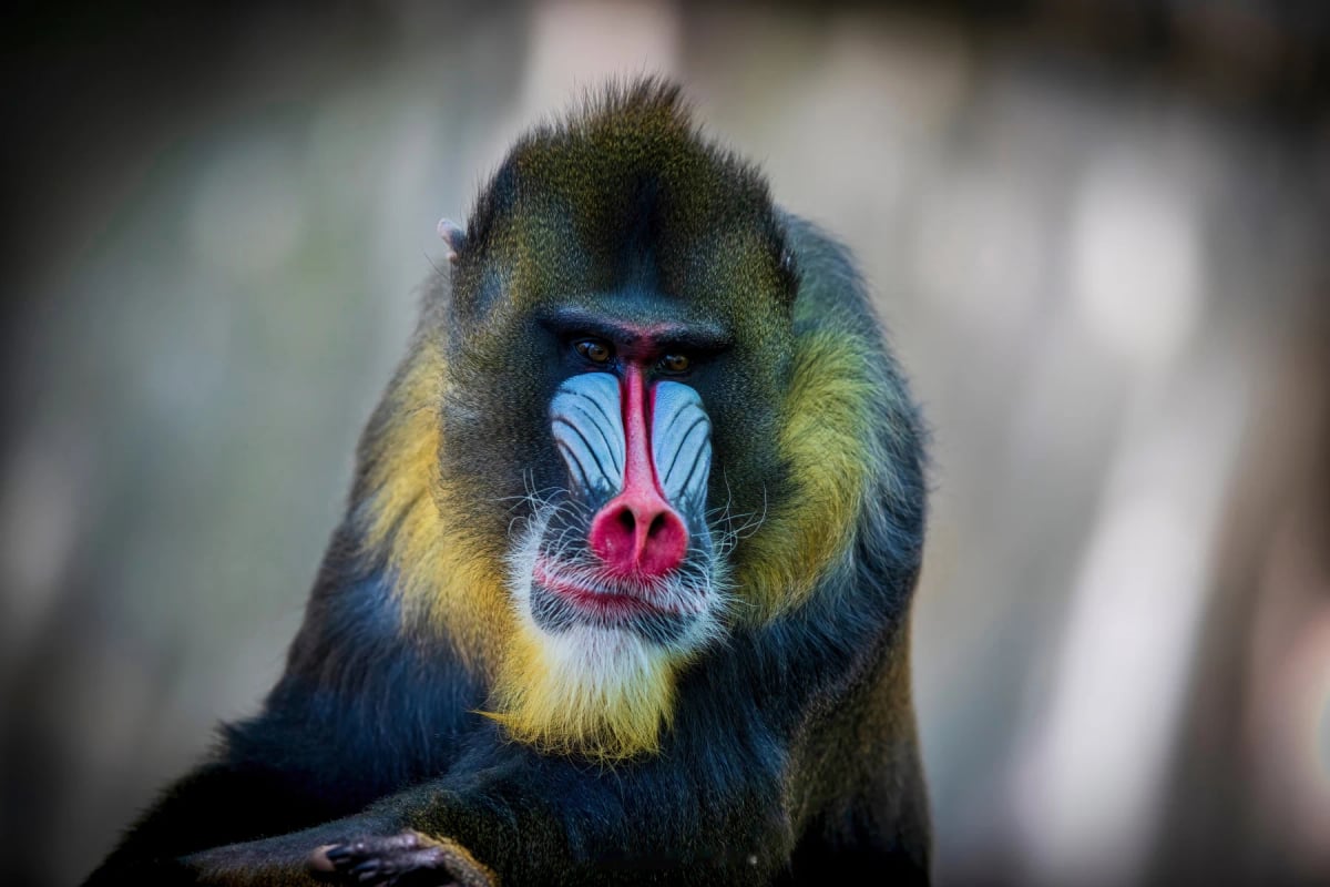 Mandril en la naturaleza