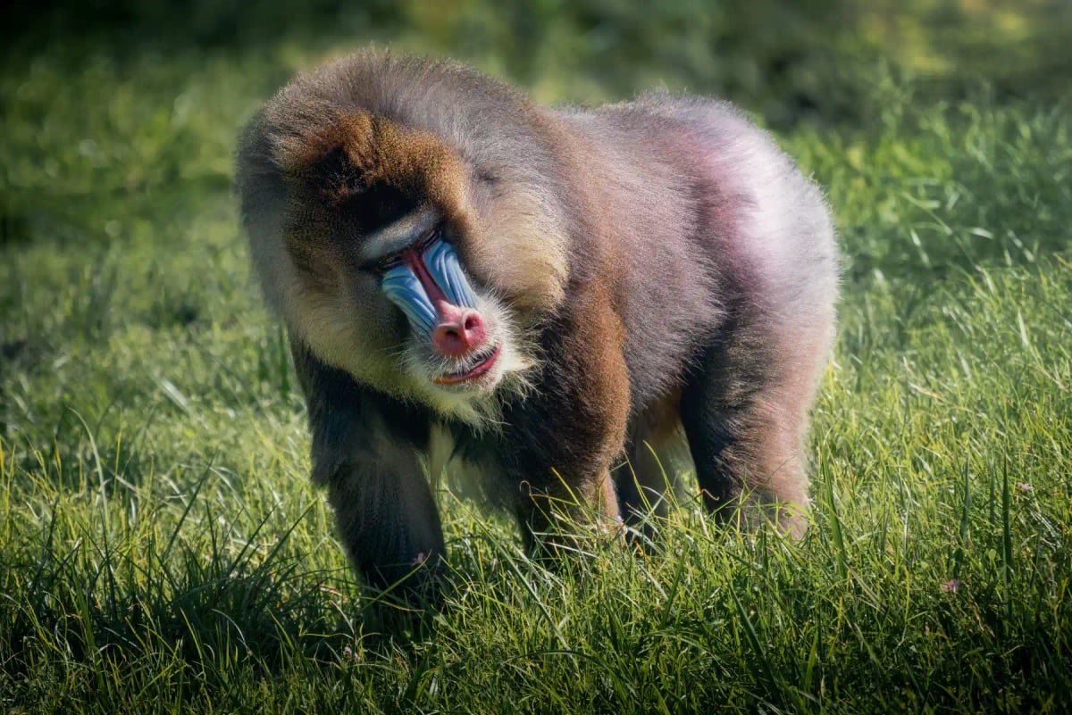 Mandril en la naturaleza