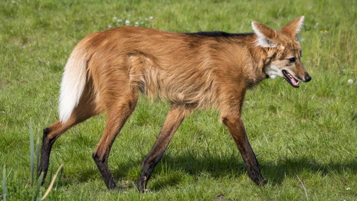 Maned Wolf