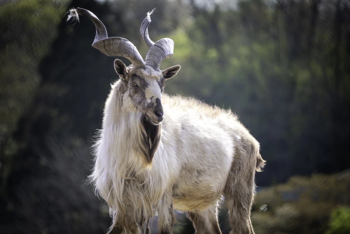 Markhor