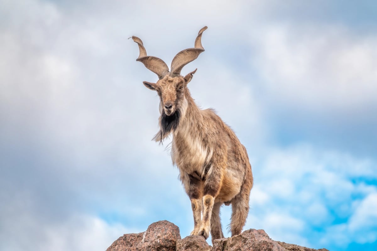 Markhor en la naturaleza
