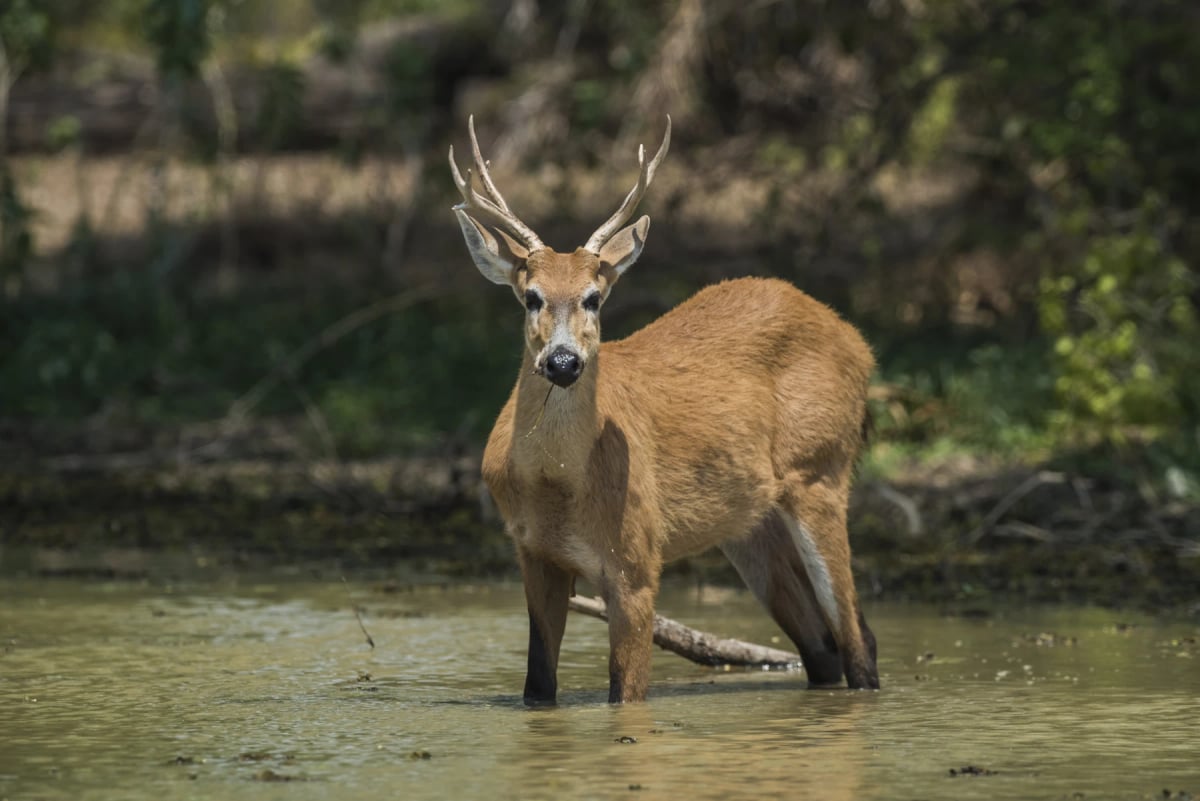 Ciervo de los pantanos en la naturaleza