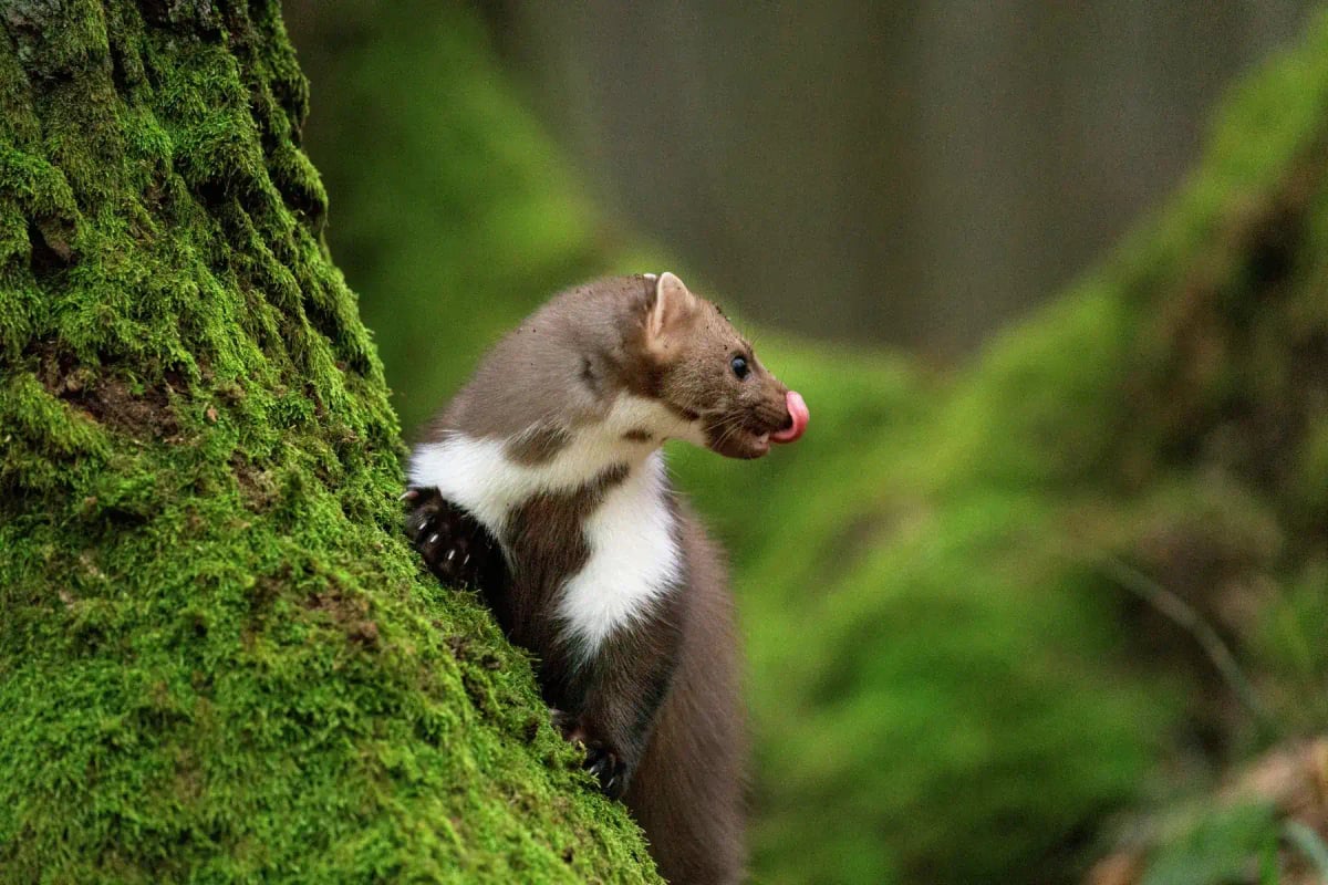 Marten