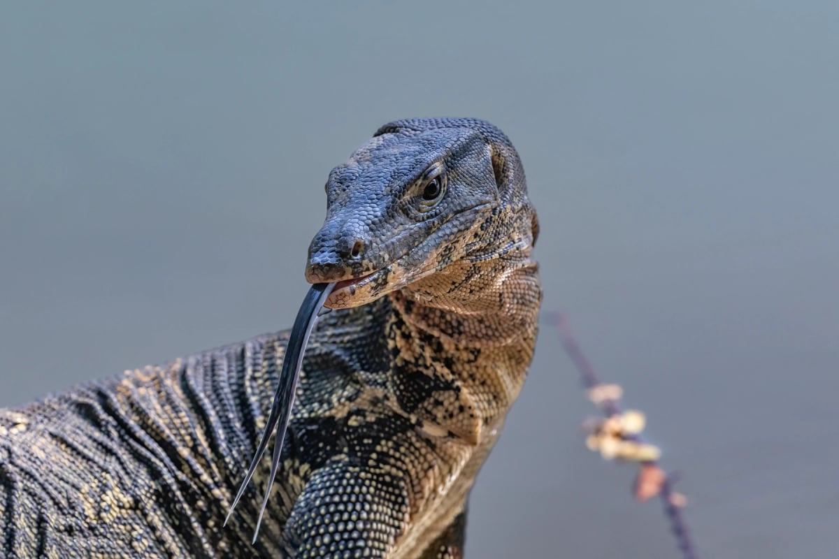Monitor Lizard
