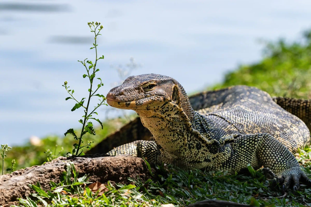 Varano en la naturaleza