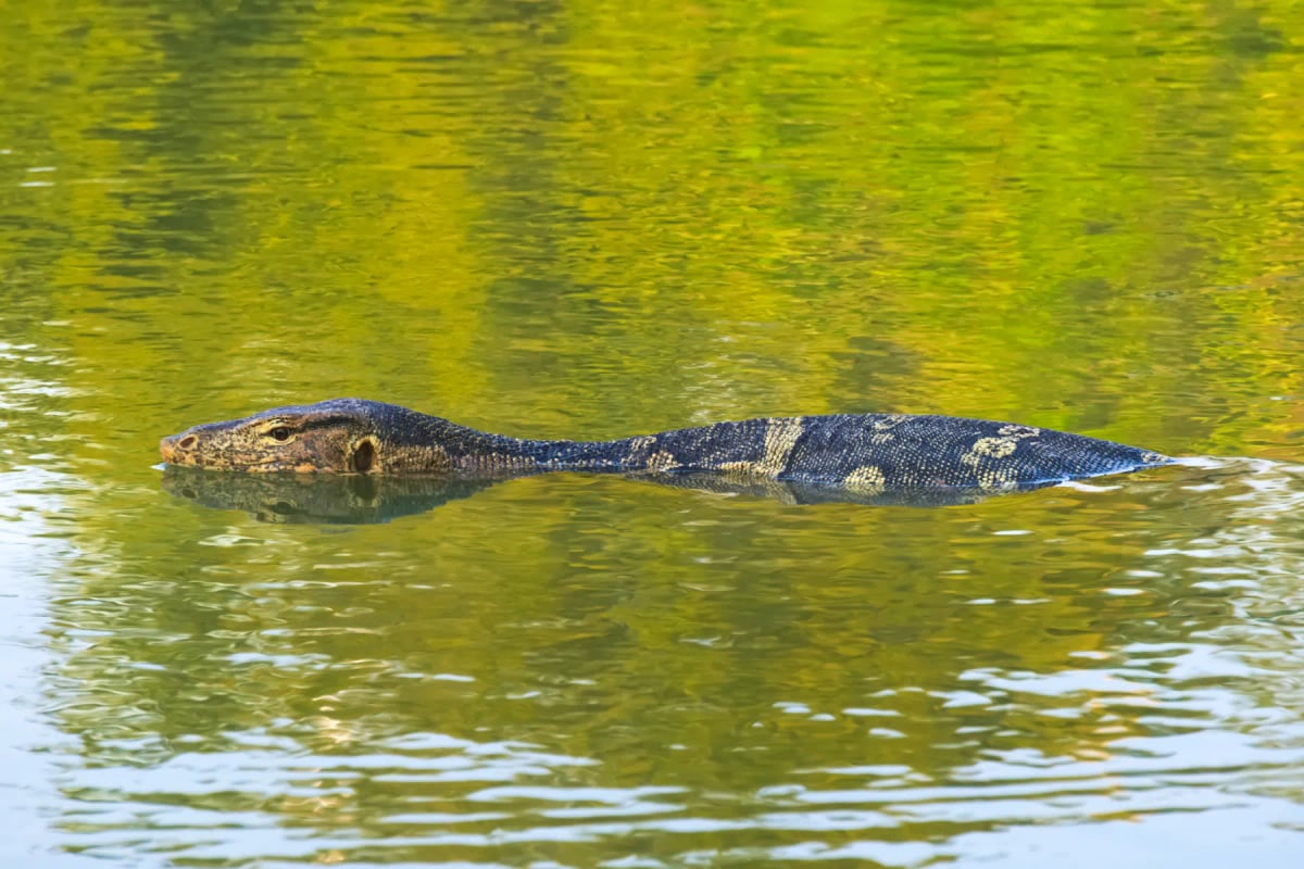 Varano en la naturaleza
