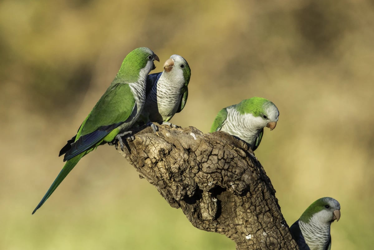 Monk Parakeet