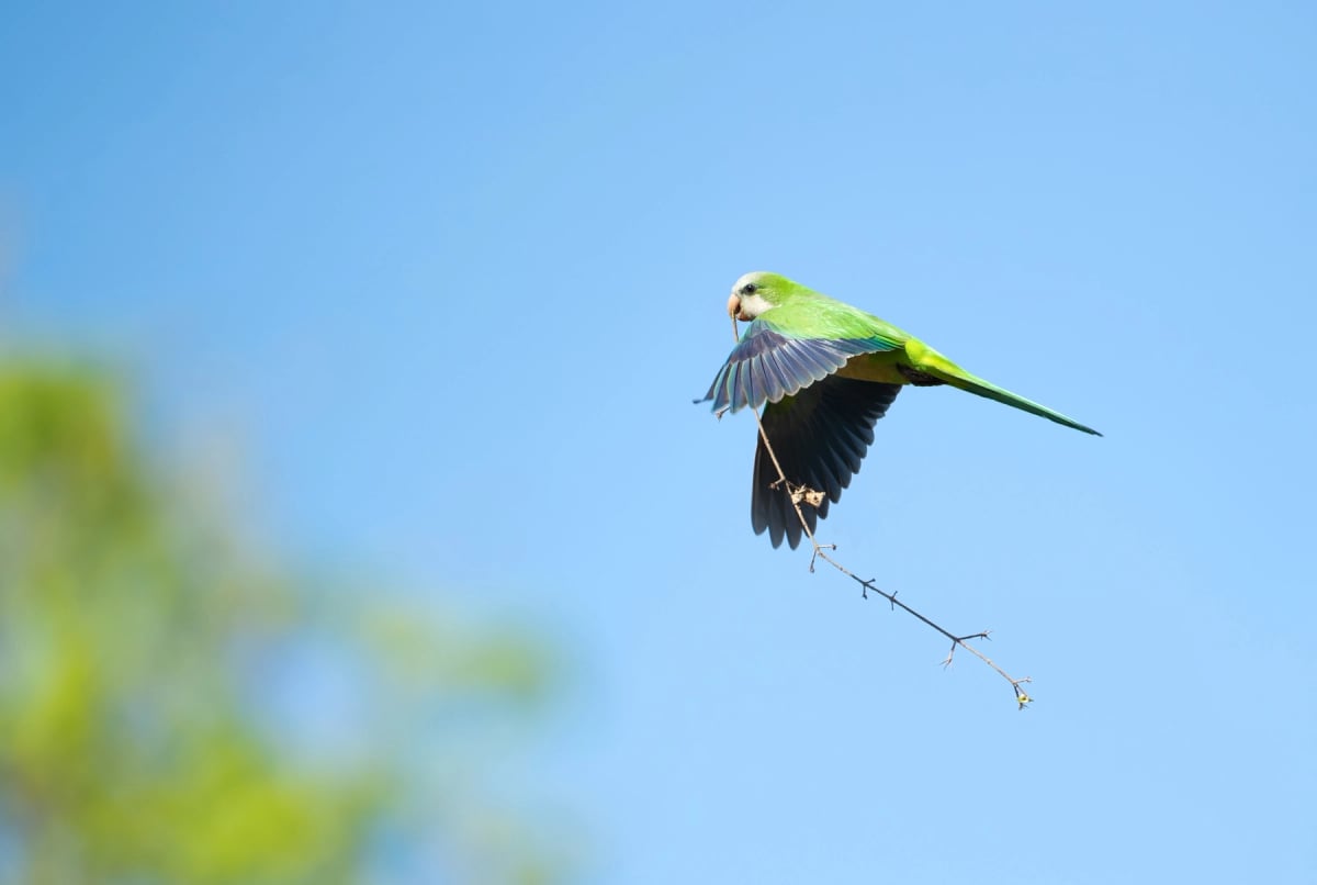 Monk Parakeet in the wild
