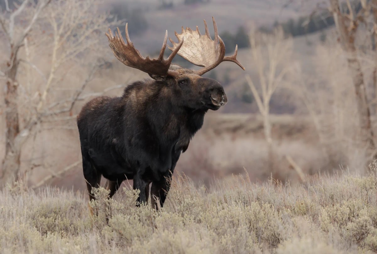 Moose