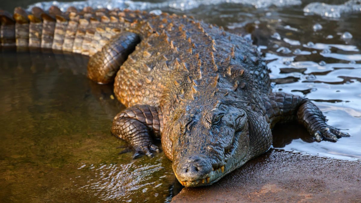 Cocodrilo de Pantano