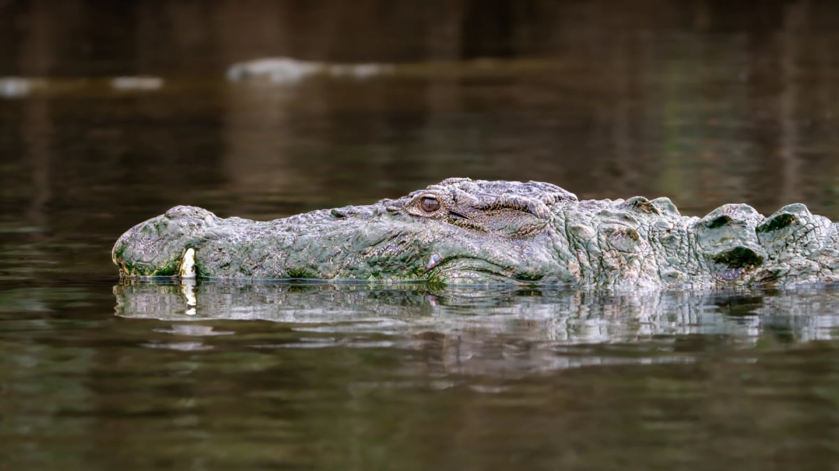 Cocodrilo de Pantano en la naturaleza