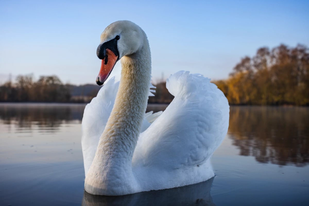 Mute Swan