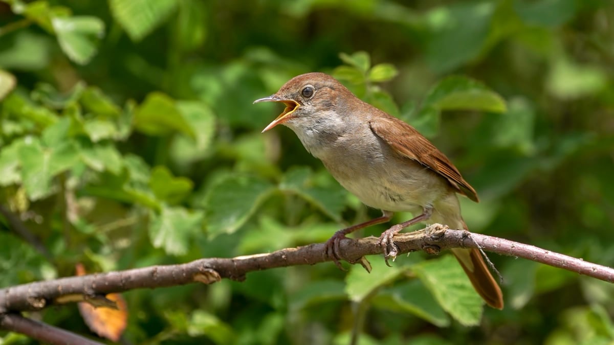 Nightingale