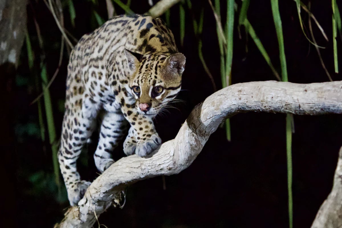 Ocelot