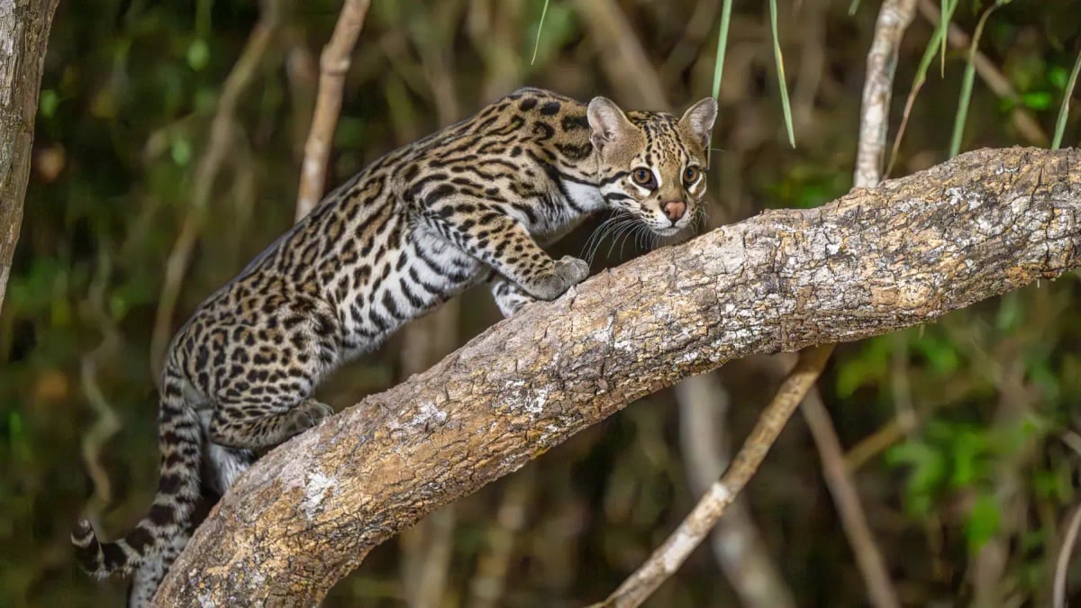 Ocelote en la naturaleza