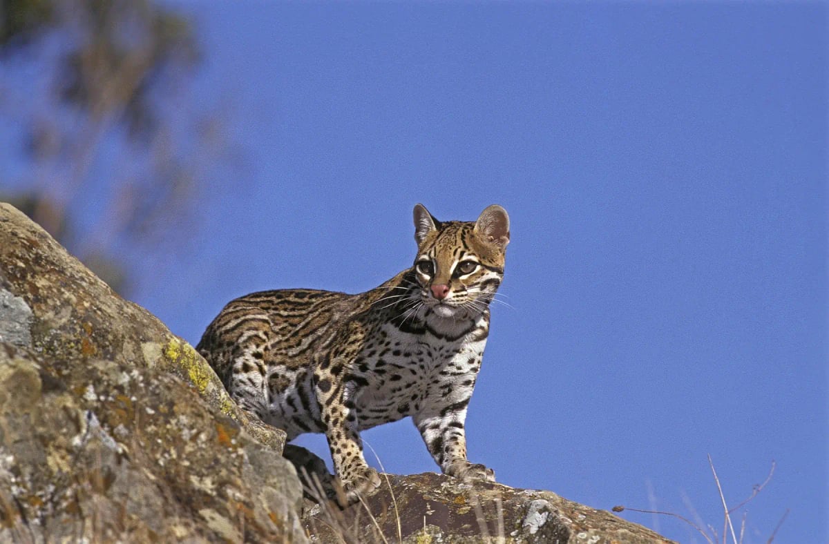 Ocelote en la naturaleza