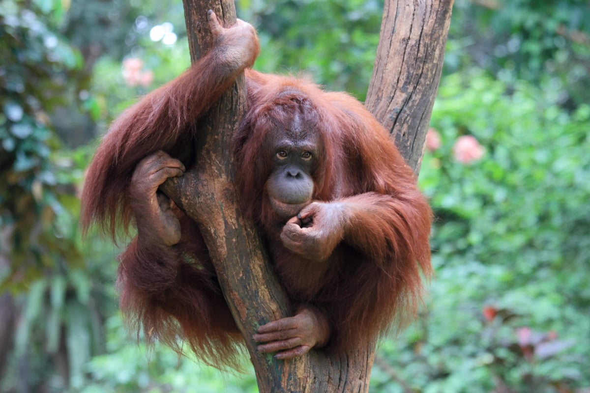 Orangutan